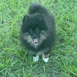 Tucker - Black and tan male Pomeranian puppy in Georgia from Bowles Beauties