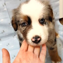 Australian Shepherd Puppies from Craig Creek Aussies