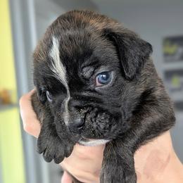 Curtis - Brindle male Boxer puppy in Springfield, Missouri from ReMa Boxers