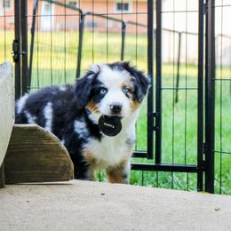 Nectarine - Blue merle Australian Shepherd puppy in Indianapolis, Indiana from Sunburst Australian Shepherds