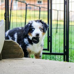 Nectarine - Blue merle Australian Shepherd puppy in Indianapolis, Indiana from Sunburst Australian Shepherds