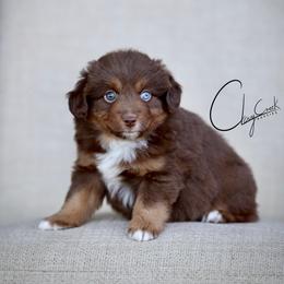 Solar - Red tri male Toy Australian Shepherd puppy in Prague, Oklahoma from Clay Creek Aussies