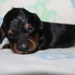 Girl 4 - Black and tan female Dachshund puppy in Craig, Colorado from Rocky Mountain Shih Tzus and Dry Creek Miniature Dachshunds