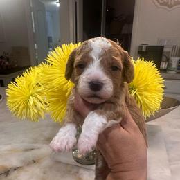 Princess - Red female Cavapoo puppy in Sacramento County, California from Sac-Town Poodles and Doodles