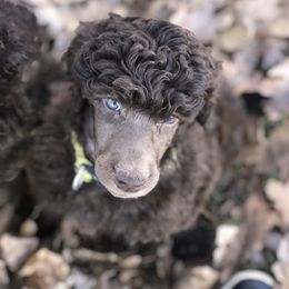 Poodle Puppies from Oakridge Standard Poodle
