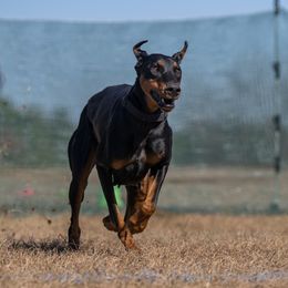 Zeppelin - Doberman Pinscher