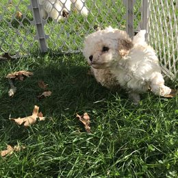 Poodle Puppies from Clarion Poodles