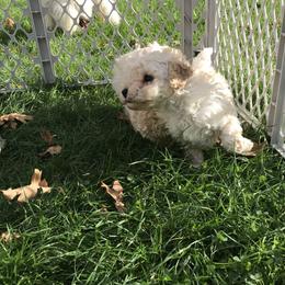 Poodle Puppies from Clarion Poodles