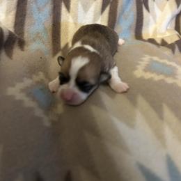 Oona - Red female Pembroke Welsh Corgi puppy in Maupin, Oregon from Bailey Nannini
