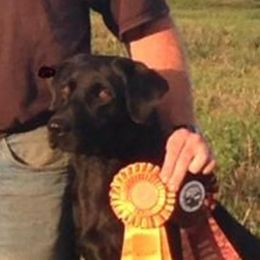 Jazz - Labrador Retriever