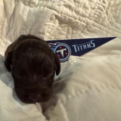 Titan - Australian Labradoodle puppy from Stony Brook Australian Labradoodles
