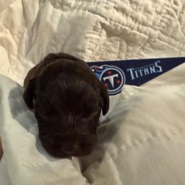 Titan - Australian Labradoodle puppy from Stony Brook Australian Labradoodles