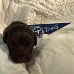 Titan - Australian Labradoodle puppy from Stony Brook Australian Labradoodles