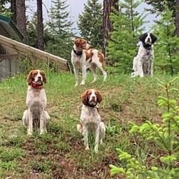 Brittanys from Brittany Country of North Idaho