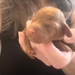 Boy 3 - Red male Cavapoo puppy in Kalamazoo, Michigan from Sleeping Bear Kennels
