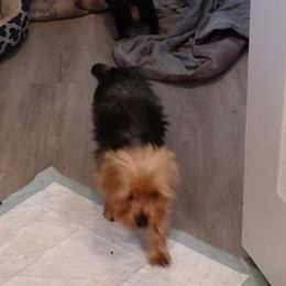 Yorkshire Terriers from Tammy's Yorkies