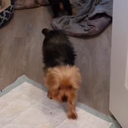 Yorkshire Terriers from Tammy's Yorkies