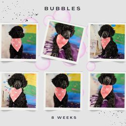 Bubble Gum - Black female Poodle puppy in Mcbain, Michigan from Northern Creek