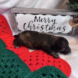 Grouse - Dapple male Dachshund puppy in Mc Alester, Oklahoma from A Anchor Farm