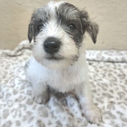 Cora - Parti female Miniature Schnauzer puppy in Warrenville, South Carolina from All Paws Pet Resort
