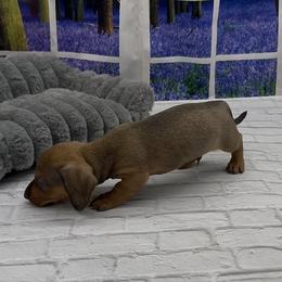 Shaded Red Wirehair Male - Red male Dachshund puppy in Killeen, Texas from Southern Dachshunds