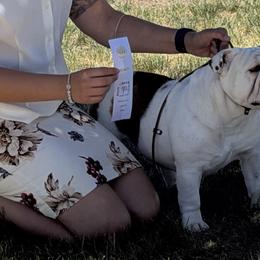 Bulldogs and French Bulldogs from Double B Bulldogs