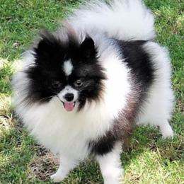 Mindy - Pomeranian