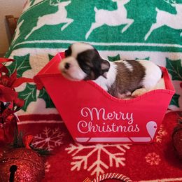 Chance - Tricolor male Shih Tzu puppy in Vernon, Texas from Jennifer's Shih Tzus