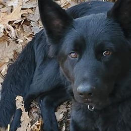 German Shepherds from Working Valley Shepherds