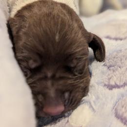 German Shorthaired Pointer Puppies from Hanaway GSPs