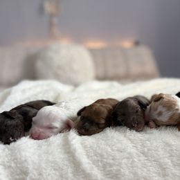 Cockapoo puppies from Critter Springs Farm
