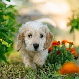 Daisy - Red roan female Cockapoo puppy in Colorado Springs, Colorado from Colorado Cockapoos