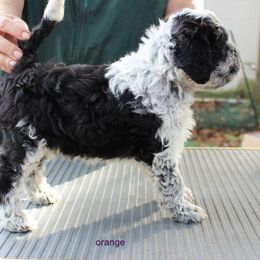 Portuguese Water Dog Puppies from Miraval Portuguese Water Dogs