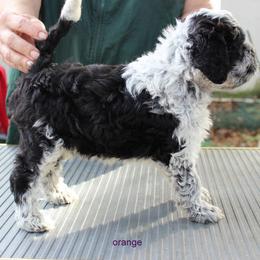 Portuguese Water Dog Puppies from Miraval Portuguese Water Dogs
