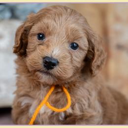 Vuitton - Red male Cockapoo puppy in Connersville, Indiana from Deaz Doodle Ranch