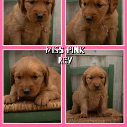 Rey - Dark golden female Golden Retriever puppy in Driggs, Idaho from SK Golden Retrievers