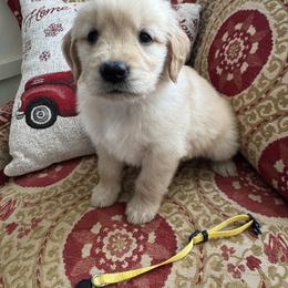 Yellow - Light golden female Golden Retriever puppy in Salisbury, North Carolina from Golden Paws of Purpose