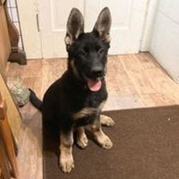 Girl 2 - German Shepherd puppy in Modoc County, California from Vom Marischal Working Lines German Shepherd Dogs