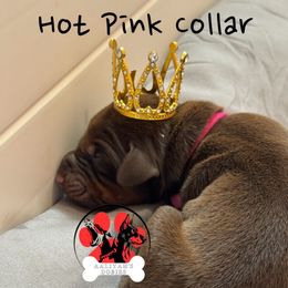 Hot Pink collar - Red and rust female Doberman Pinscher puppy in Canton, Ohio from Aaliyah’s Dobies