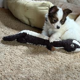 Tiger - White and sable male Papillon puppy in Blossvale, New York from Glenara Collies & Papillons