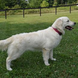 Rylie - Light golden female Golden Retriever puppy in Salem, Ohio from Golden Pride Retrievers