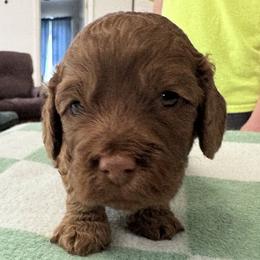Fred - Red male Cockapoo puppy in Sheridan, Missouri from Shepherdsfold’s Cockapoos
