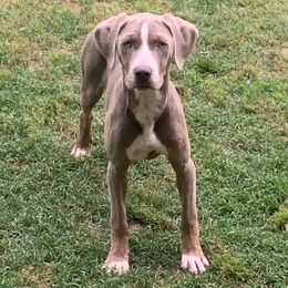 Karma - Catahoula Leopard Dog