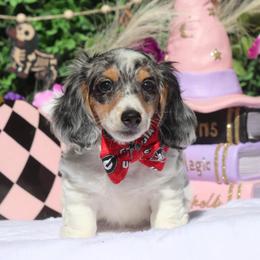 Snickers Black Dapple Pie - Piebald male Dachshund puppy in Woodbine, Georgia from Walker's Minidachs