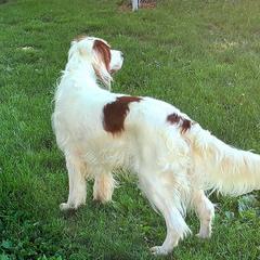 Irish Red and White Setter All Grown Up from Ridgepoint