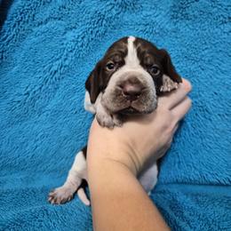 Bracco Italiano and Chihuahua Puppies from Snow Peak Kennel