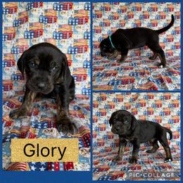 Glory - Black female Catahoula Leopard Dog puppy in Forbes, Minnesota from North Country Catahoulas