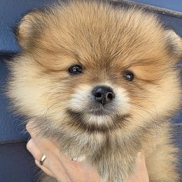Ozzy - Orange sable male Pomeranian puppy in Hooksett, New Hampshire from Granite State Pomeranians