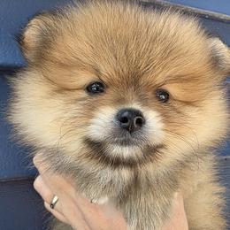 Ozzy - Orange sable male Pomeranian puppy in Hooksett, New Hampshire from Granite State Pomeranians