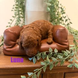 Luna (purple collar) - Red  female Poodle puppy in Ramona, Florida from Premier Poodle
